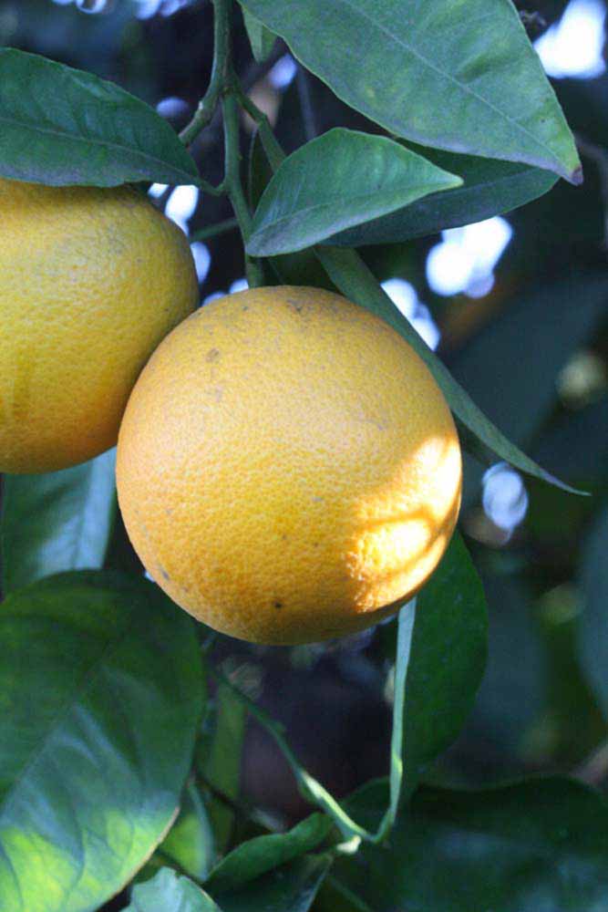              Fruit (Riverside, CA)       